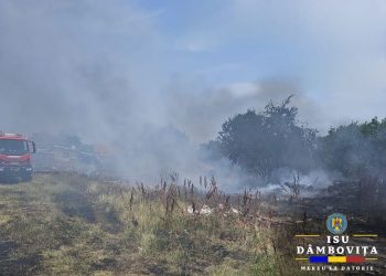 Incendiu de Vegetație în Târgoviște: Pompierii au Intervenit pe Strada Hipodromului