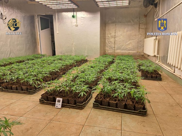 VIDEO/FOTO PERSOANE CERCETATE PENTRU CONSTITUIREA UNUI GRUP INFRACȚIONAL ORGANIZAT ȘI TRAFIC DE DROGURI