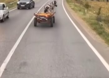Conducător de Atelaj Hipo Sancționat cu 16.470 de Lei pentru Nereguli Rutiere și Îngrijirea Inadecvată a Animalului!