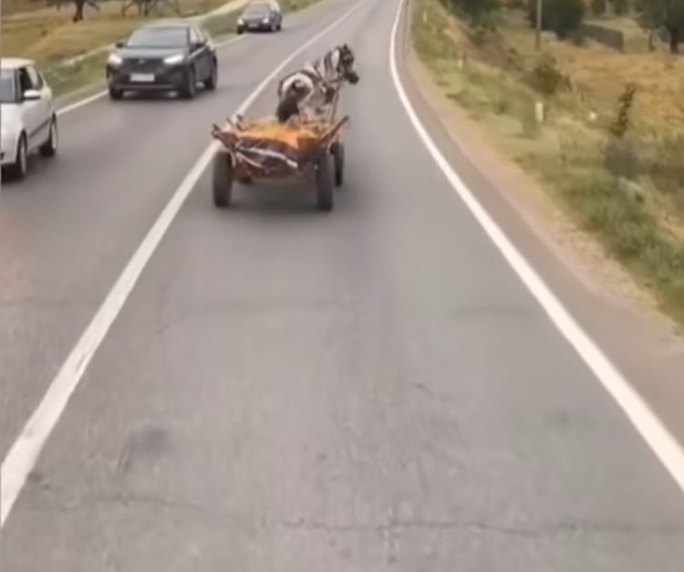 Conducător de Atelaj Hipo Sancționat cu 16.470 de Lei pentru Nereguli Rutiere și Îngrijirea Inadecvată a Animalului!