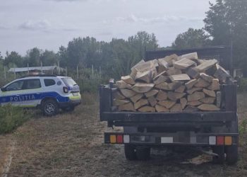 Sancțiuni de 5.000 de lei și confiscarea materialului lemnos în urma controalelor silvice în Vișina, Corbii Mari și Pietrari!