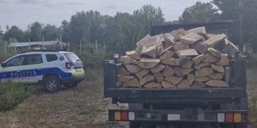 Sancțiuni de 5.000 de lei și confiscarea materialului lemnos în urma controalelor silvice în Vișina, Corbii Mari și Pietrari!