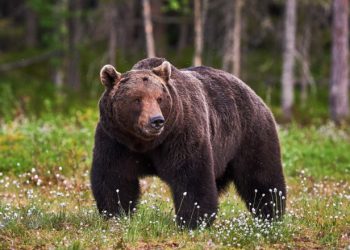 Alertă RO-ALERT: Urs Observat în Localitatea Pucheni