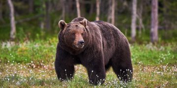 Alertă RO-ALERT: Urs Observat în Localitatea Pucheni