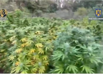 VIDEO- CULTURI DE CANABIS DESCOPERITE DE CĂTRE POLIȚIȘTI ȘI PROCURORI