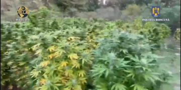 VIDEO- CULTURI DE CANABIS DESCOPERITE DE CĂTRE POLIȚIȘTI ȘI PROCURORI