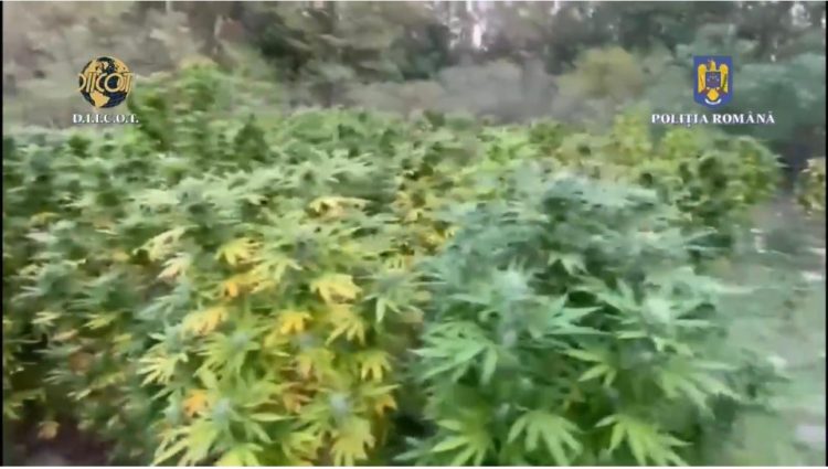 VIDEO- CULTURI DE CANABIS DESCOPERITE DE CĂTRE POLIȚIȘTI ȘI PROCURORI
