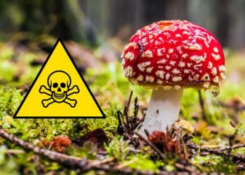 ATENȚIE!!! INTOXICAȚII GRAVE DIN CAUZA CONSUMULUI NEAVIZAT DE CIUPERCI- PERICOL PENTRU SĂNĂTATEA TA!!!