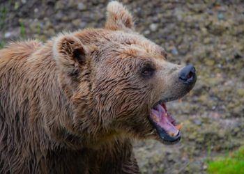 Avertisment RO-ALERT: Prezența unui urs în localitatea Vulcana-Băi
