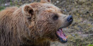 Avertisment RO-ALERT: Prezența unui urs în localitatea Vulcana-Băi