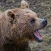 Avertisment RO-ALERT: Prezența unui urs în localitatea Vulcana-Băi