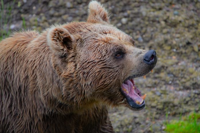 Avertisment RO-ALERT: Prezența unui urs în localitatea Vulcana-Băi