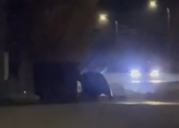 Video – ursul în Vulcana Băi
