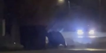 Video – ursul în Vulcana Băi