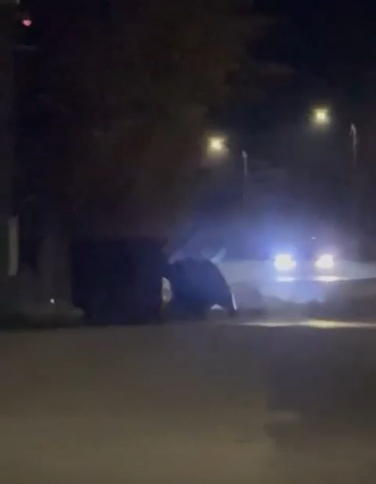 Video – ursul în Vulcana Băi