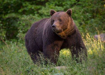 Panică în Glod! Urs semnalat în sat – autoritățile intervin de urgență, populația avertizată prin RO-Alert