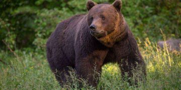 Panică în Glod! Urs semnalat în sat – autoritățile intervin de urgență, populația avertizată prin RO-Alert