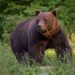 Panică în Glod! Urs semnalat în sat – autoritățile intervin de urgență, populația avertizată prin RO-Alert