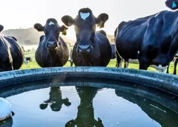 Măsurile obligatorii pe care trebuie să le respecte crescătorii de animale în perioadele caniculare