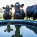 Măsurile obligatorii pe care trebuie să le respecte crescătorii de animale în perioadele caniculare