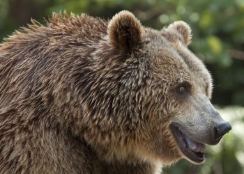 Alertă de urs în Colibași, comuna Iedera! Locuitorii, avertizați prin RO-ALERT – Intervenție SMURD în desfășurare!