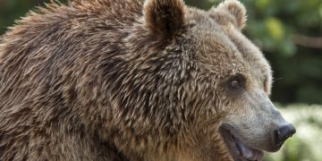 Alertă de urs în Colibași, comuna Iedera! Locuitorii, avertizați prin RO-ALERT – Intervenție SMURD în desfășurare!