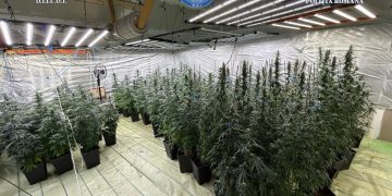 Cultură de canabis descoperită la Comișani! În spatele afacerii, un agent de poliție