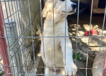REȚINUT PENTRU 24 DE ORE PENTRU COMITEREA INFRACȚIUNILOR DE SCHINGIUIREA ANIMALELOR ȘI RĂNIREA CU INTENȚIE A ANIMALELOR