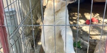 REȚINUT PENTRU 24 DE ORE PENTRU COMITEREA INFRACȚIUNILOR DE SCHINGIUIREA ANIMALELOR ȘI RĂNIREA CU INTENȚIE A ANIMALELOR