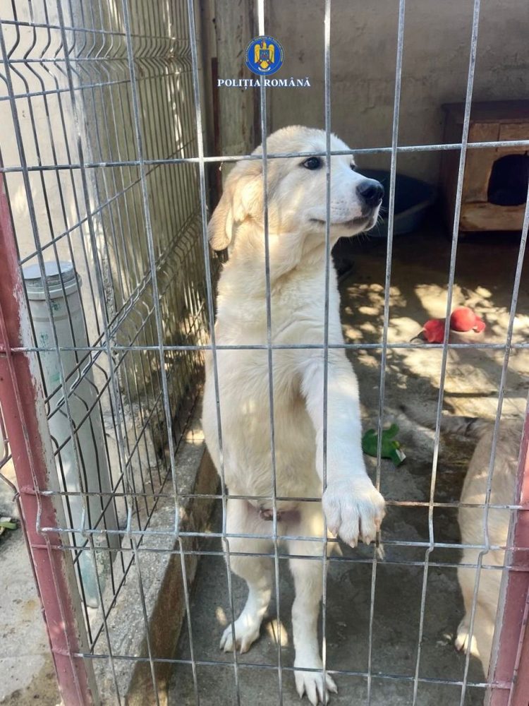 REȚINUT PENTRU 24 DE ORE PENTRU COMITEREA INFRACȚIUNILOR DE SCHINGIUIREA ANIMALELOR ȘI RĂNIREA CU INTENȚIE A ANIMALELOR