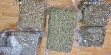Lovitură DIICOT în Dâmbovița: 41 kg de canabis, patru traficanți săltați în flagrant!