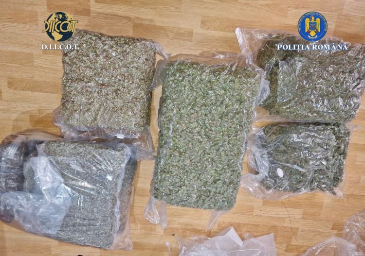 Lovitură DIICOT în Dâmbovița: 41 kg de canabis, patru traficanți săltați în flagrant!