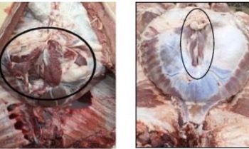 Avertisment DSVSA Dâmbovița privind sacrificarea porcilor și comercializarea cărnii