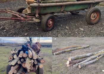 Transport ilegal de lemne oprit de polițiști: șase bărbați anchetați pentru furt și tăiere fără drept