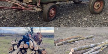 Transport ilegal de lemne oprit de polițiști: șase bărbați anchetați pentru furt și tăiere fără drept