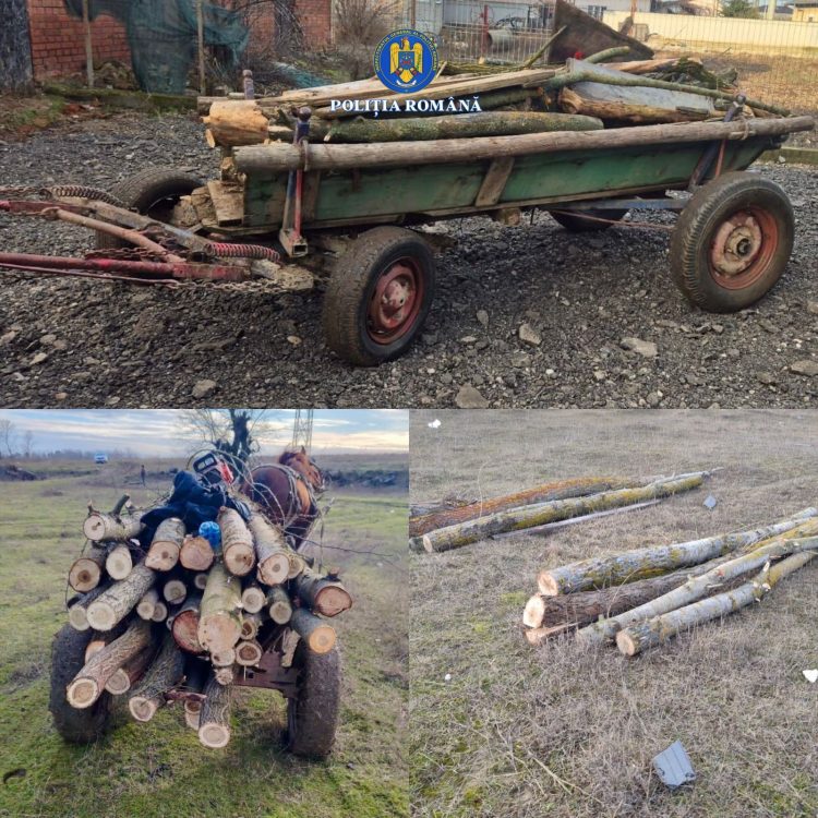 Transport ilegal de lemne oprit de polițiști: șase bărbați anchetați pentru furt și tăiere fără drept