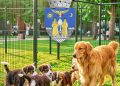 Sâmbătă, Parcul Chindia devine capitala iubitorilor de câini: show internațional și șansă la o nouă viață pentru câinii fără stăpân