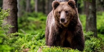 Alertă în Pucioasa: Urs semnalat în oraș! Mesaj RO-ALERT și mobilizare masivă a jandarmilor și pompierilor