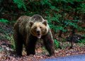 Alertă în Cobia: Urs semnalat în localitate! Mesaj RO-ALERT emis și mobilizare masivă a jandarmilor și SMURD