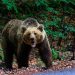 Alertă în Cobia: Urs semnalat în localitate! Mesaj RO-ALERT emis și mobilizare masivă a jandarmilor și SMURD