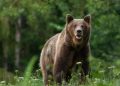 ALERTĂ ÎN MOROENI: Urs semnalat în localitate. A fost emis mesaj RO-ALERT pentru protejarea populației