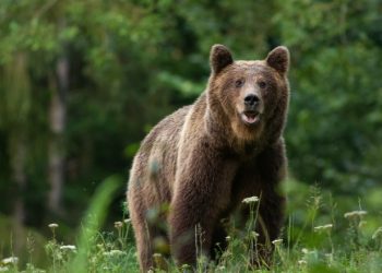 ALERTĂ ÎN MOROENI: Urs semnalat în localitate. A fost emis mesaj RO-ALERT pentru protejarea populației