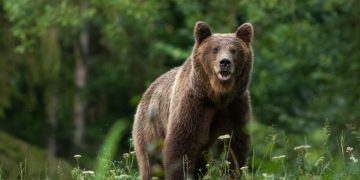 ALERTĂ ÎN MOROENI: Urs semnalat în localitate. A fost emis mesaj RO-ALERT pentru protejarea populației