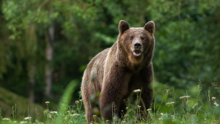 ALERTĂ ÎN MOROENI: Urs semnalat în localitate. A fost emis mesaj RO-ALERT pentru protejarea populației