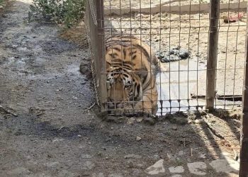 POLIȚIA A INTRAT ÎN FORȚĂ! URȘI, LEI ȘI TIGRU RIDICAȚI DINTR-O MENAJERIE DIN DÂMBOVIȚA