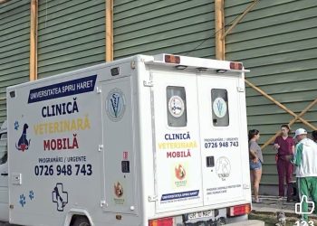 Campanie gratuită de sterilizare la Titu: un pas important pentru gestionarea responsabilă a animalelor