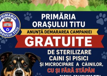 Câinii fără stăpân, o problemă reală pentru Titu. Primăria începe cu prevenția: recensământ, sterilizare și microcipare