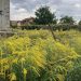 Crângurile, o comunitate mai curată și mai sănătoasă: apel către cetățeni pentru combaterea ambroziei