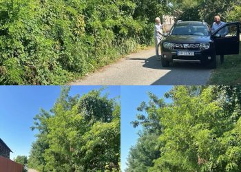 Comuna Crângurile, în acțiune pentru un mediu mai curat. Primarul Barbu Costin anunță intervenții în zonele afectate de vegetația neîntreținută