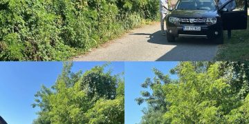 Comuna Crângurile, în acțiune pentru un mediu mai curat. Primarul Barbu Costin anunță intervenții în zonele afectate de vegetația neîntreținută